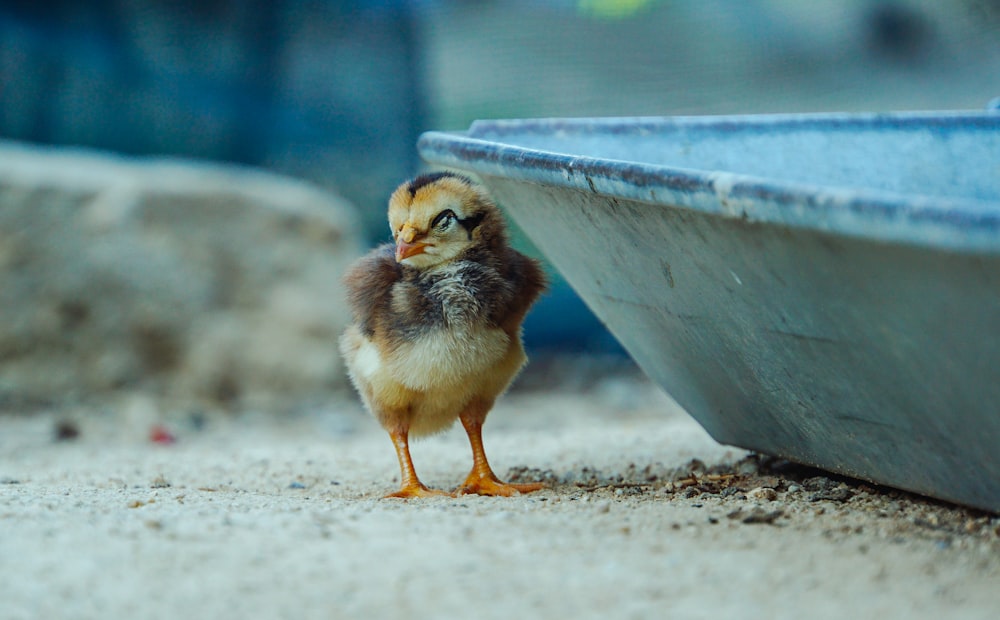 yellow chick on gray concrete wall