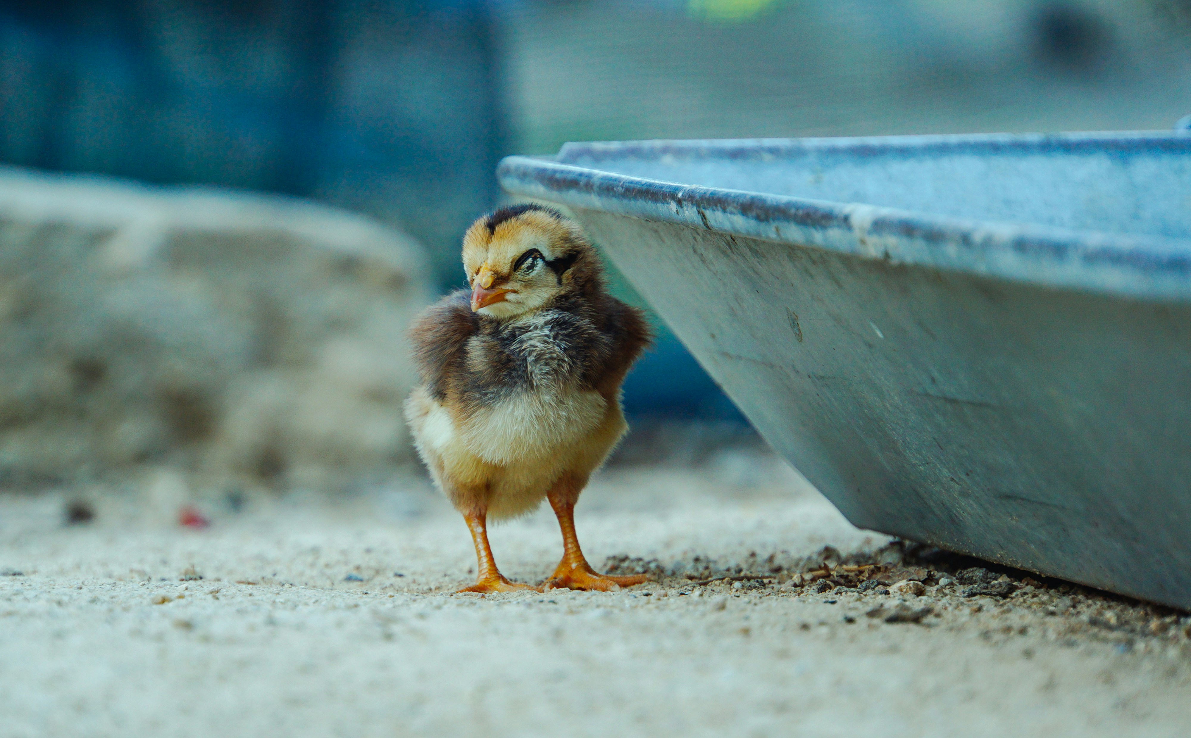 Close beautiful little chicken in farm