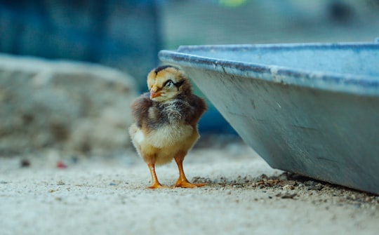 yellow chick on gray concrete wall in Cam Ranh Bay Vietnam