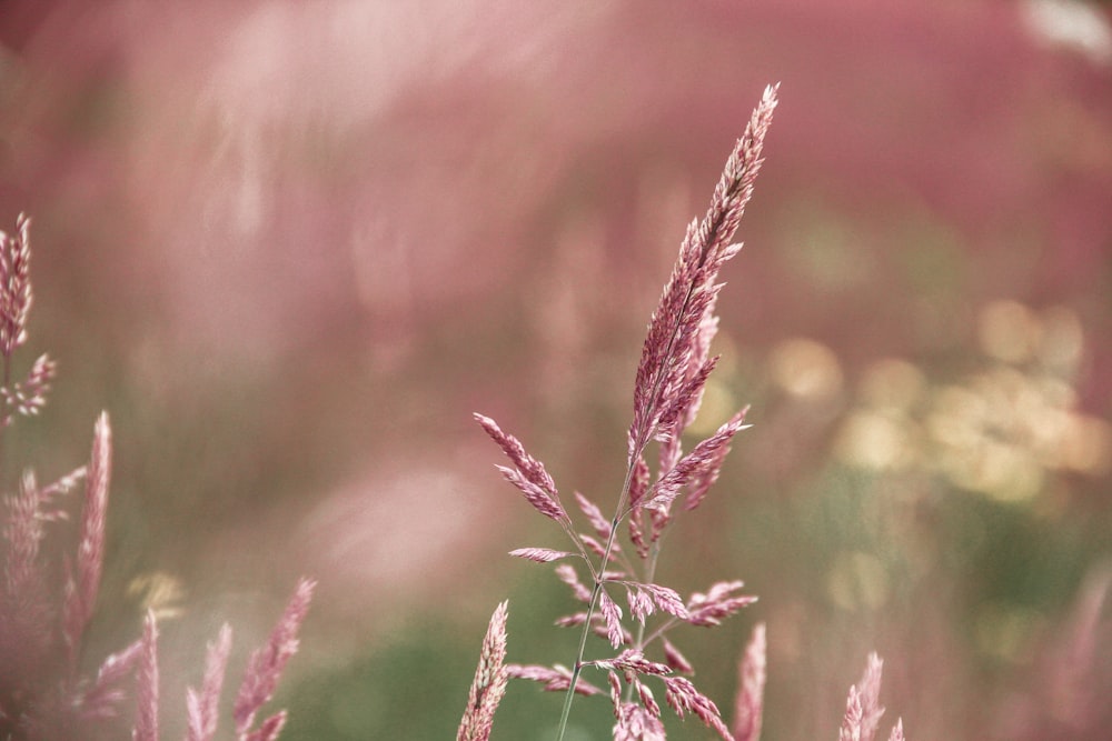 red flower in tilt shift lens