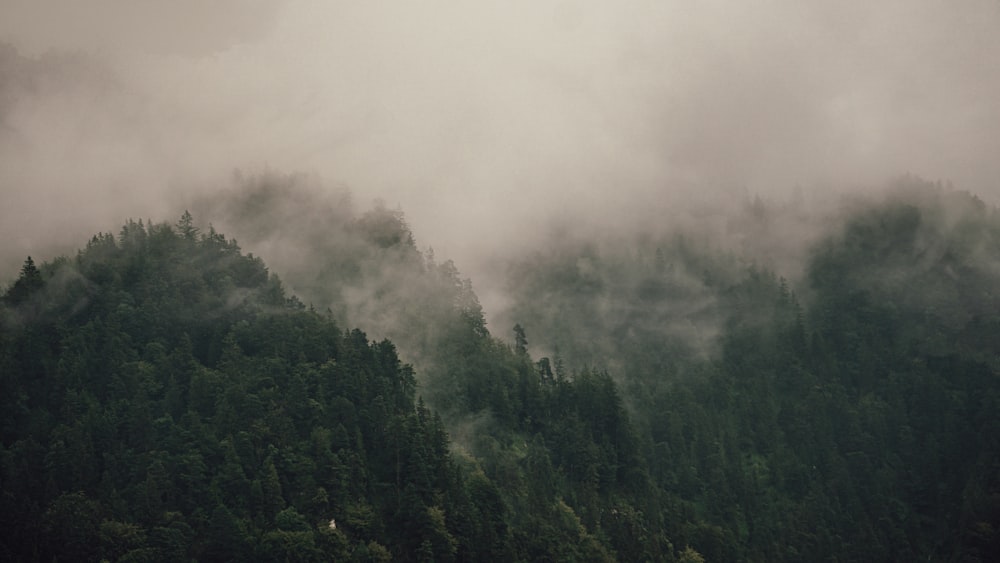 green trees on foggy weather