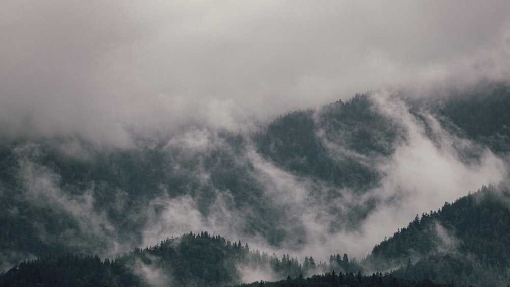 green trees under white clouds