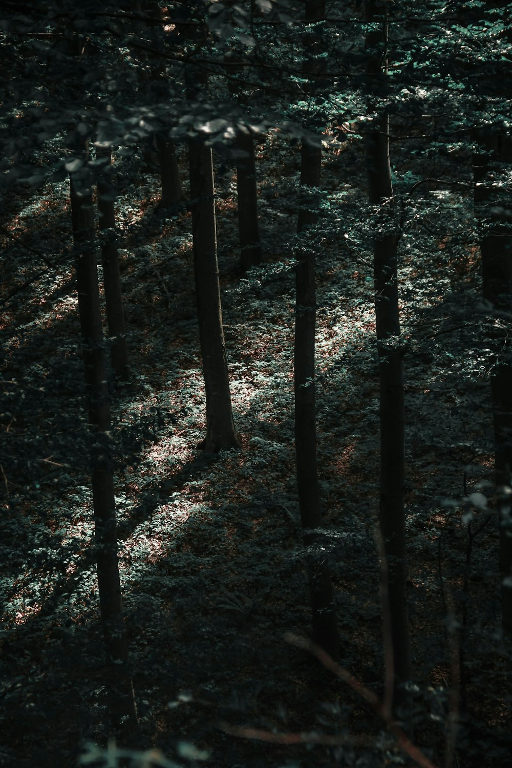 brown trees on brown soil