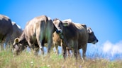 Close-up of healthy cows grazing on lush grass fields under a bright blue sky.
