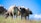 A farmer feeding healthy cattle in a green pasture under a clear sky.