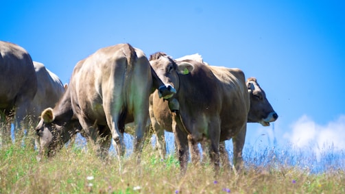 Healthy dairy cows grazing in a green pasture under clear skies.