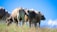 A farmer examining healthy livestock in a green pasture under a clear blue sky.