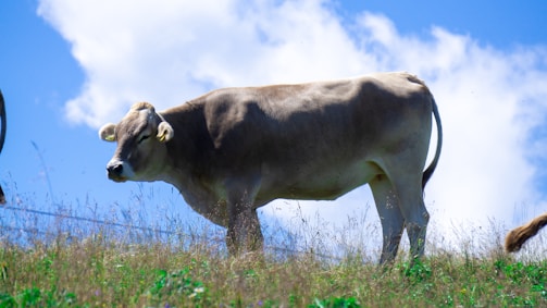 A cow is standing in a grassy field under a bright blue sky with a few scattered clouds. The cow appears healthy, with a light brown coat and is facing to the left side of the image. The grass is green and dotted with small flowers.