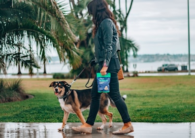 A woman is walking a dog on a leash in a park area. She is holding a package of dog treats in her hand. The setting appears to be near a waterfront with palm trees and a cloudy sky.