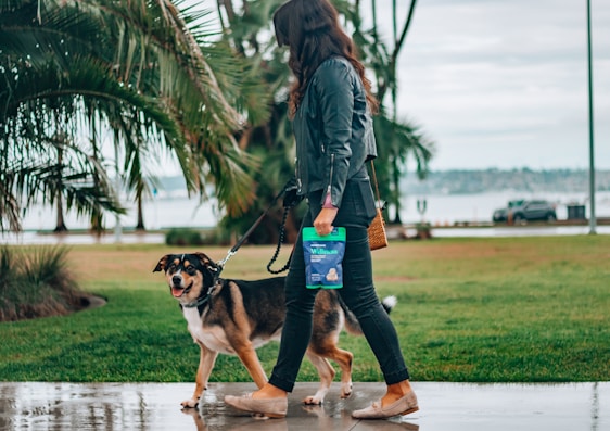 A woman is walking a dog on a leash in a park area. She is holding a package of dog treats in her hand. The setting appears to be near a waterfront with palm trees and a cloudy sky.