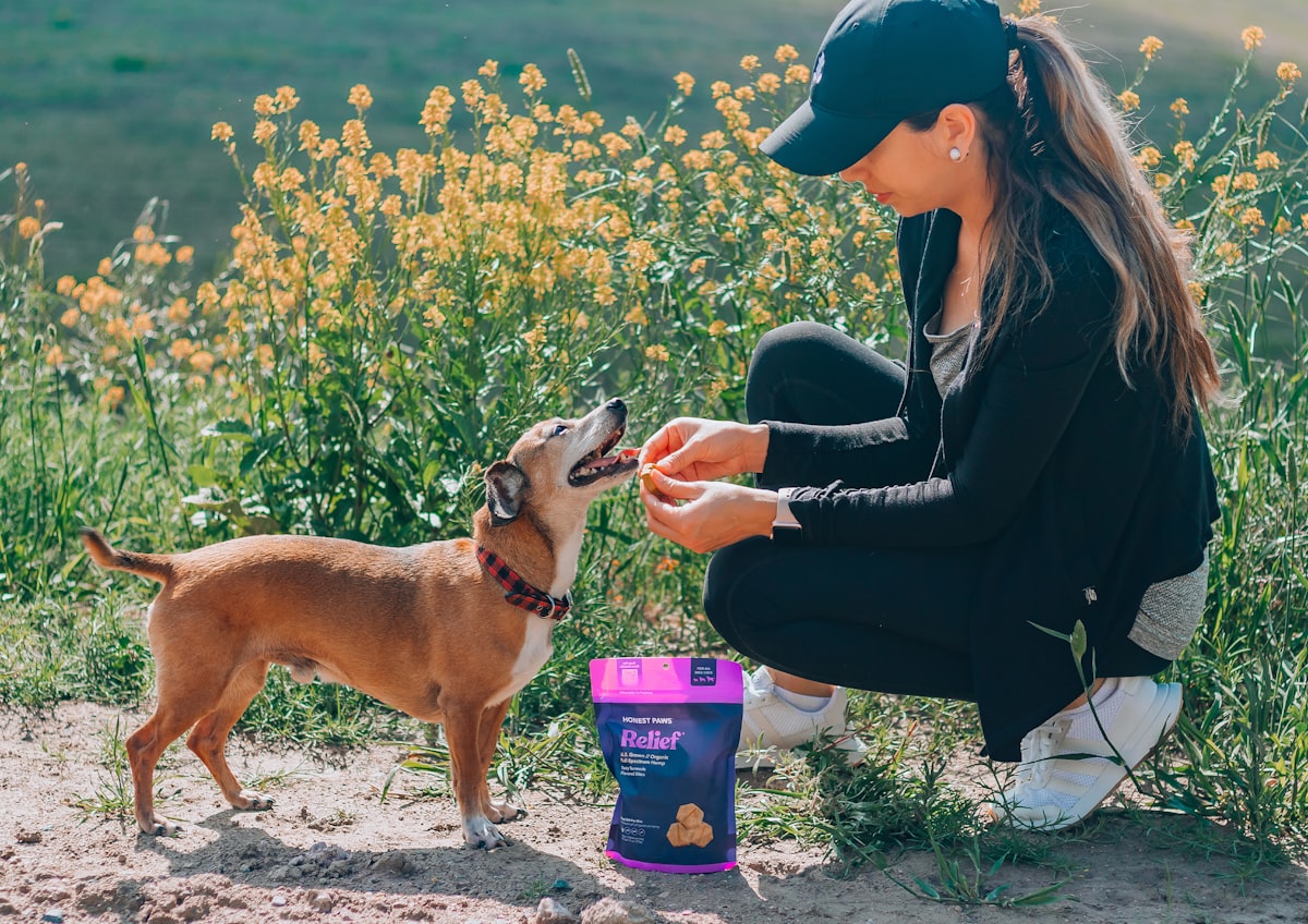 Dog receiving healthy treats from owner outdoors