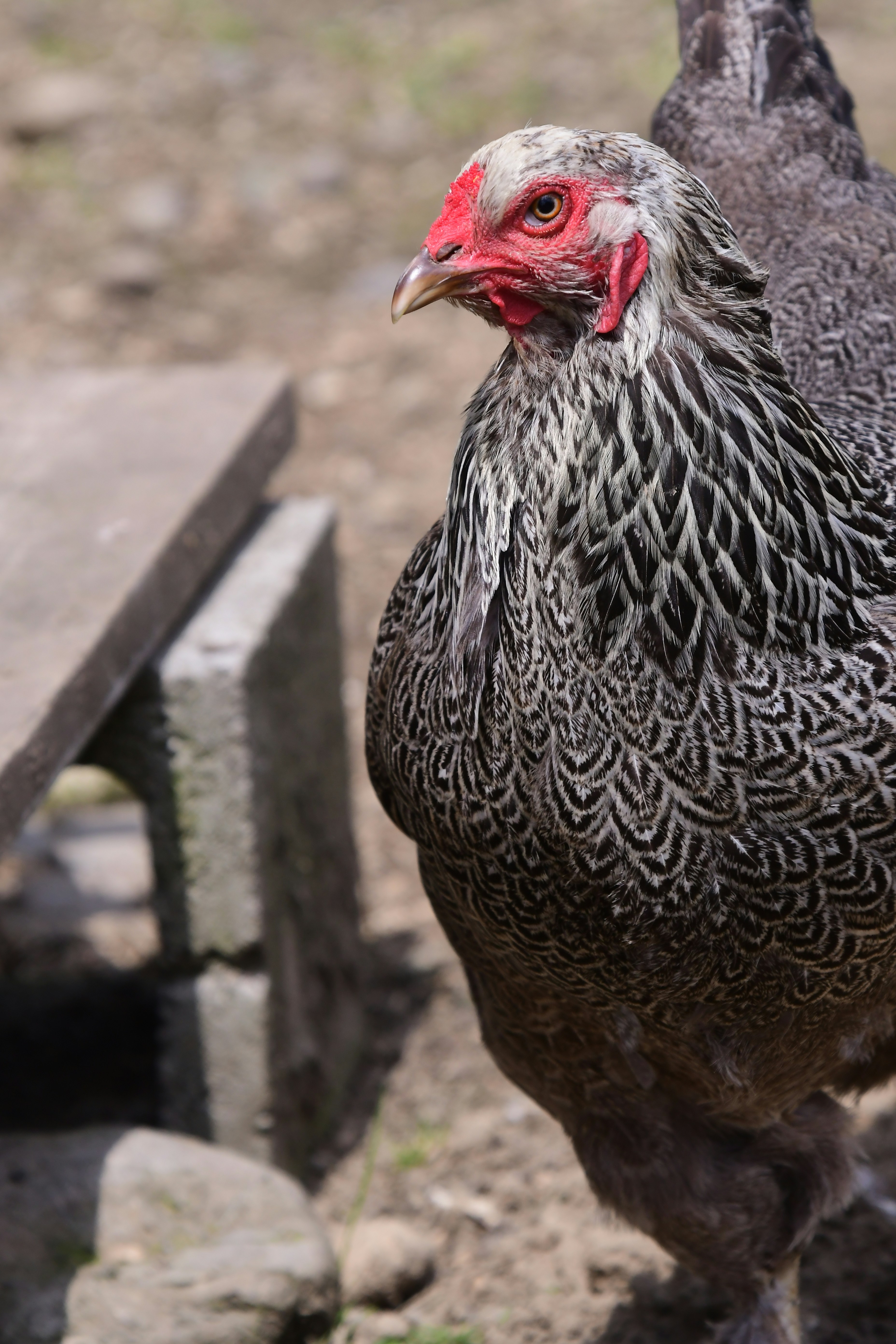 Poultry feed programme