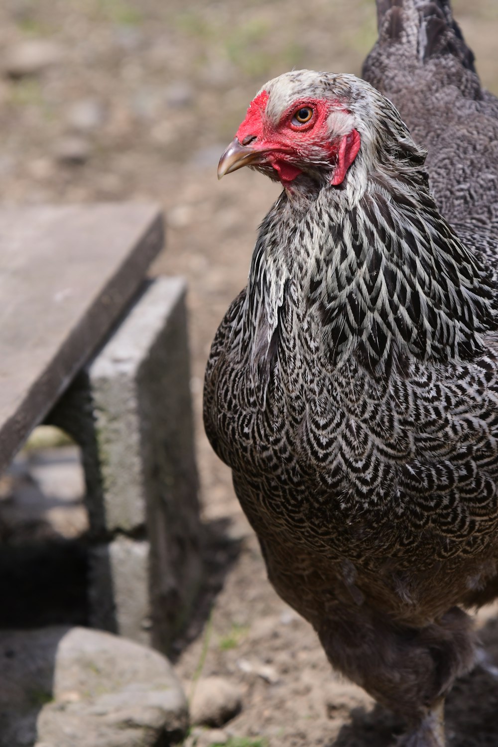 galinha preta e branca na cerca de madeira marrom