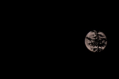 A silhouette of a lone figure standing under a full moon, surrounded by twisted branches.