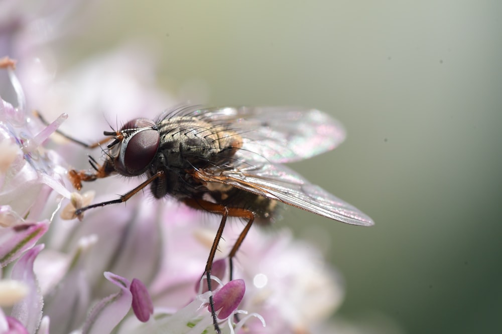 mouche noire perchée sur une fleur blanche en gros plan pendant la journée