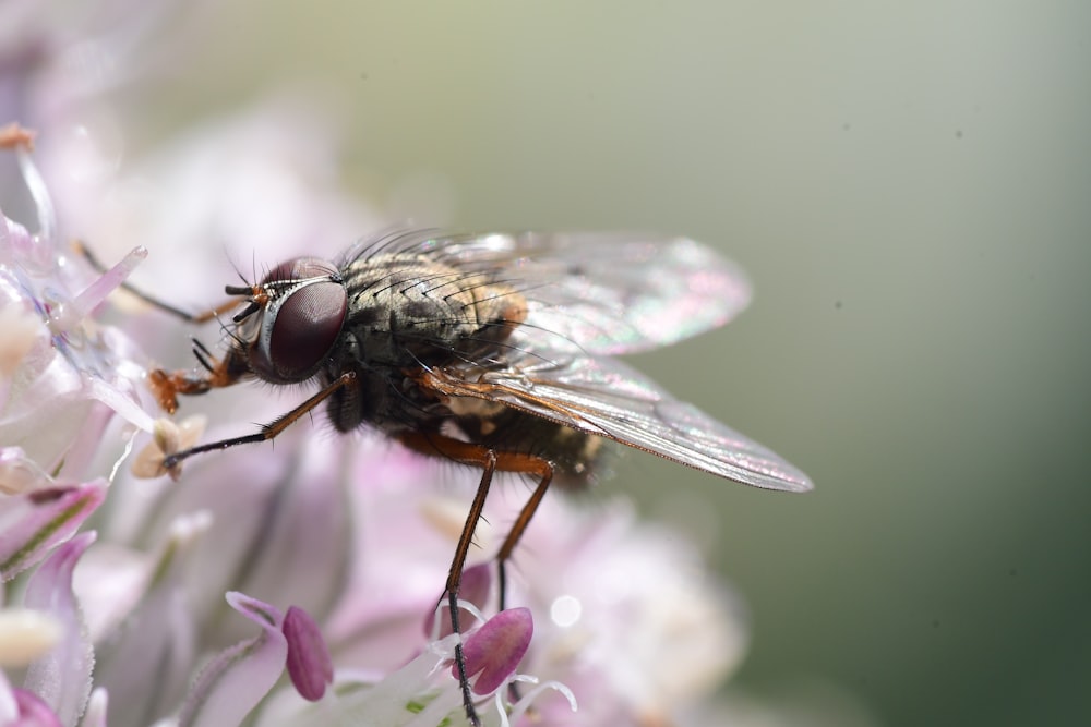 black fly perched on white flower in close up photography during daytime