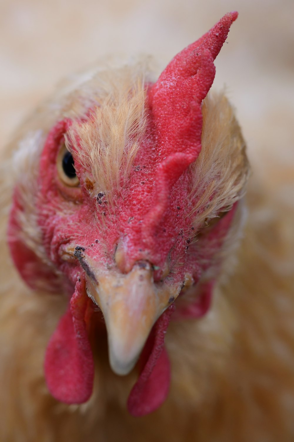 poussin de poulet brun et rouge