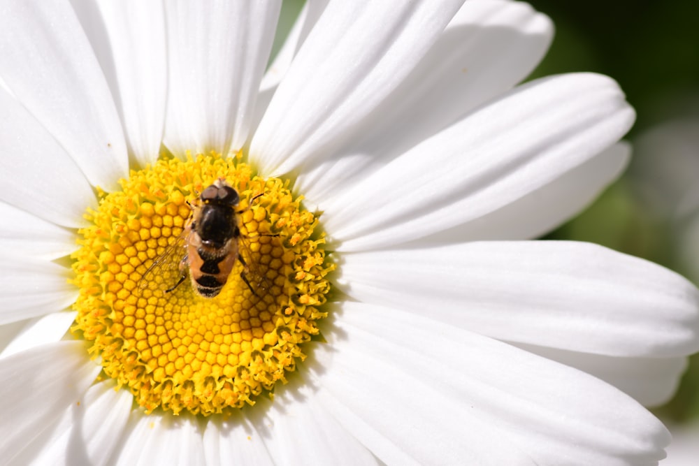 white daisy with yellow stigma