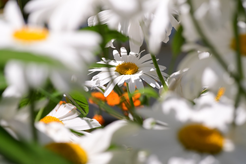 white and yellow flowers in tilt shift lens