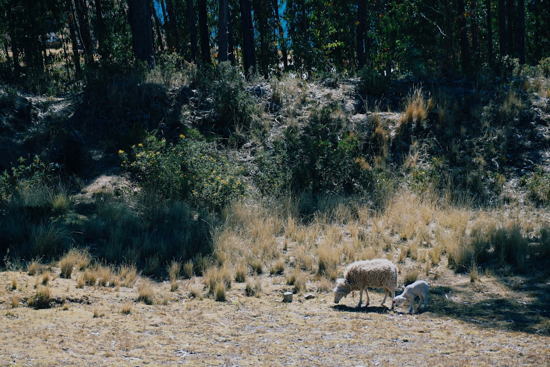 brown sheep on brown field during daytime