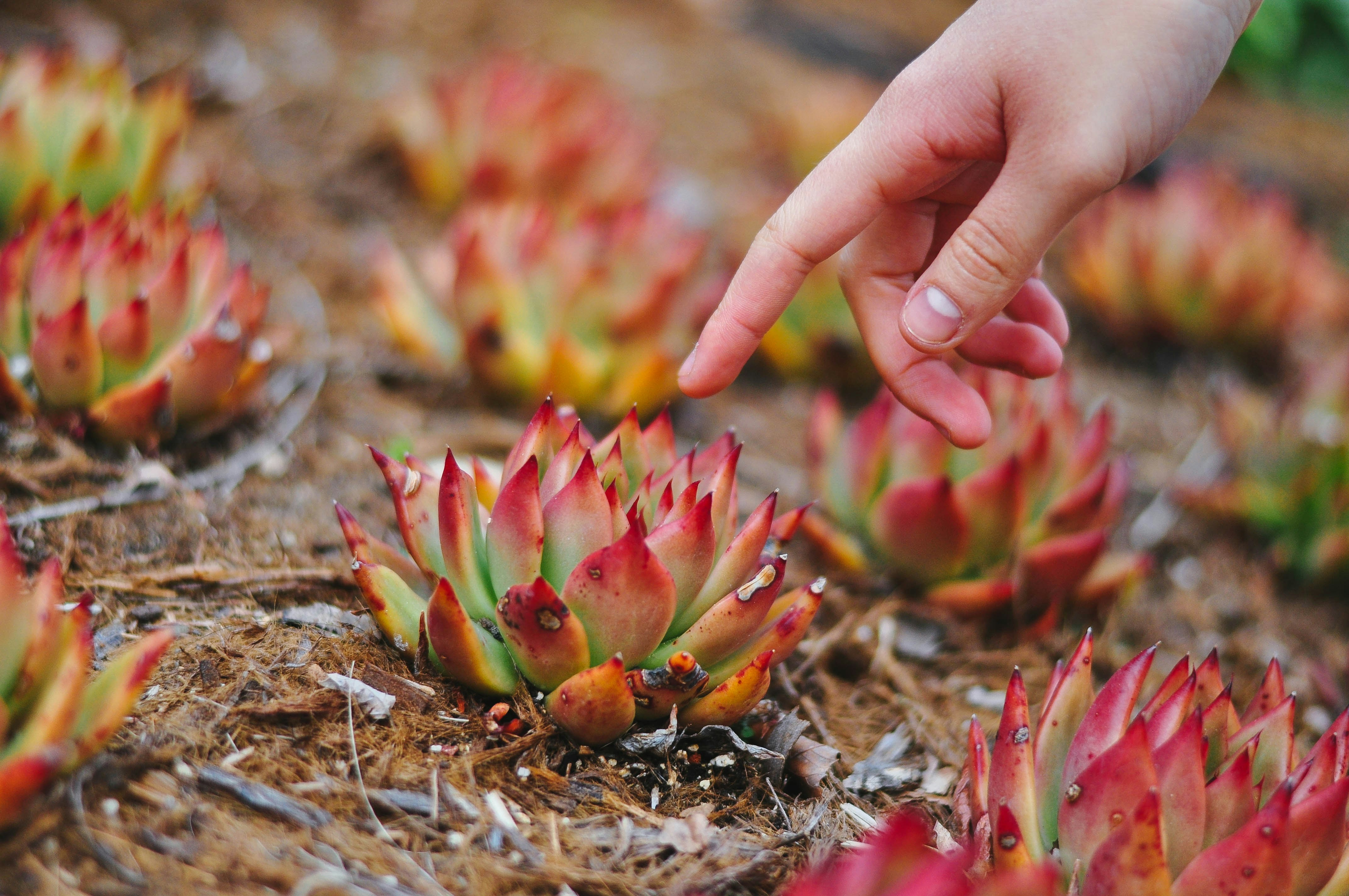 pink and green flower on brown soil