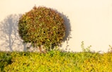 A neatly trimmed round bush stands against a plain light-colored wall. The bush is lush with green leaves that have a hint of reddish tinge at the top. A well-maintained hedge with bright green leaves is in the foreground. The sunlight casts a shadow of the bush on the wall, adding a playful and artistic element to the scene.