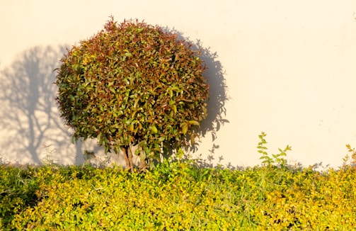 A neatly trimmed round bush stands against a plain light-colored wall. The bush is lush with green leaves that have a hint of reddish tinge at the top. A well-maintained hedge with bright green leaves is in the foreground. The sunlight casts a shadow of the bush on the wall, adding a playful and artistic element to the scene.