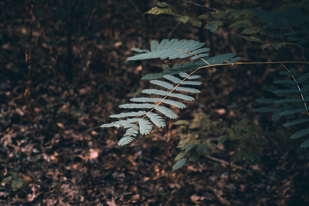 green leaf plant on brown soil