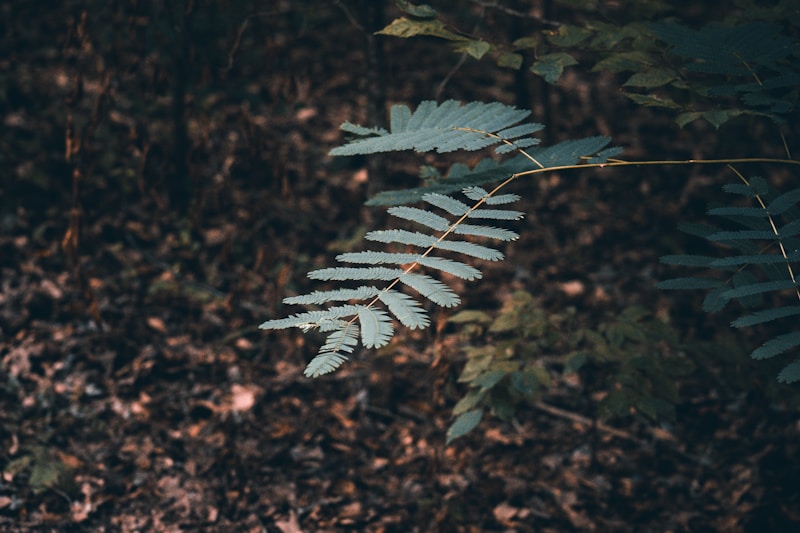 NatureTips