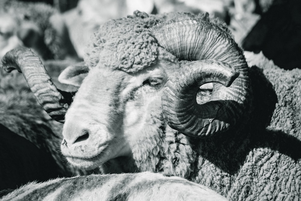 a black and white photo of a ram