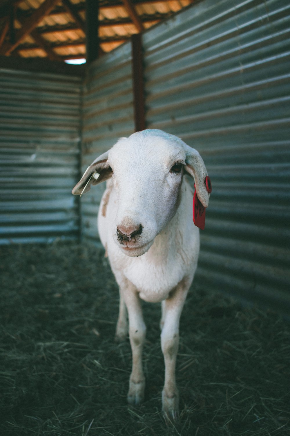 white sheep standing on black soil