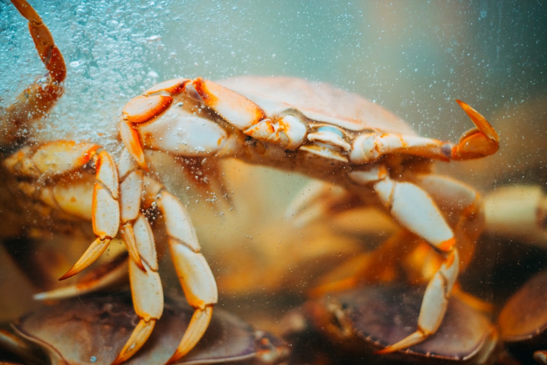 brown and white crab on water