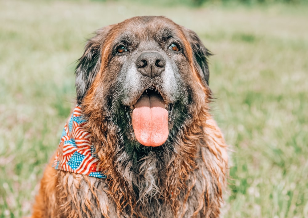 brown and black long coated dog lying on green grass field during daytime