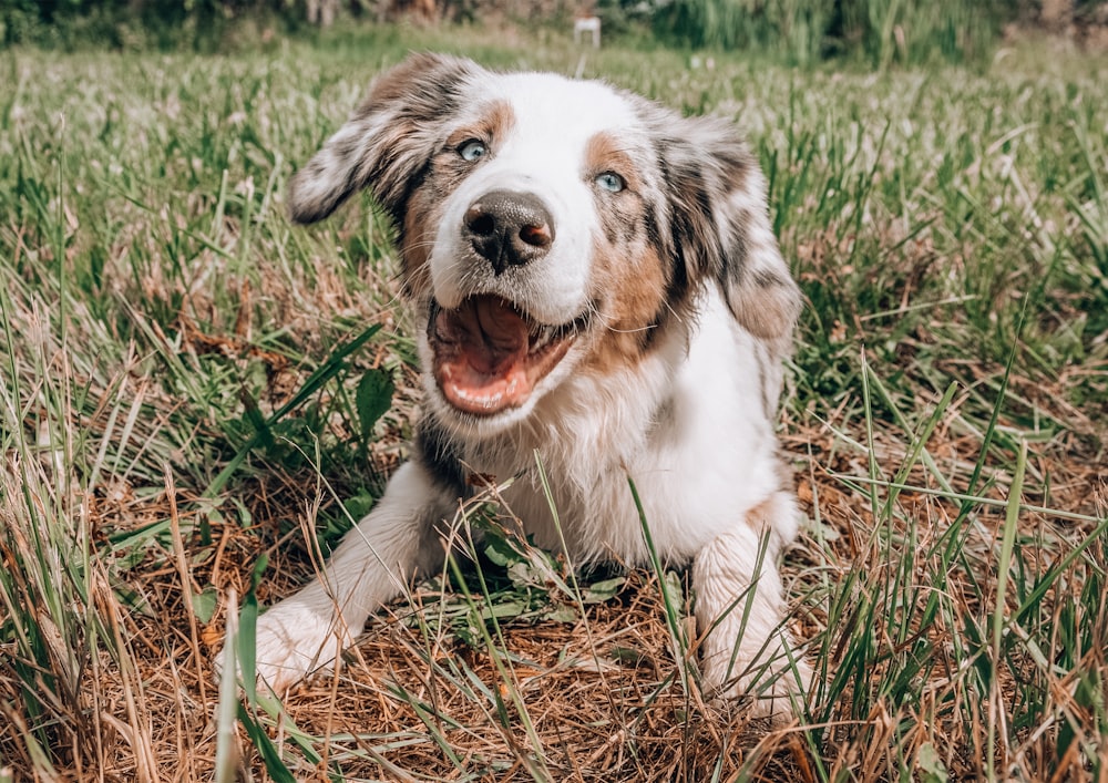 white and brown long coated dog lying on green grass during daytime