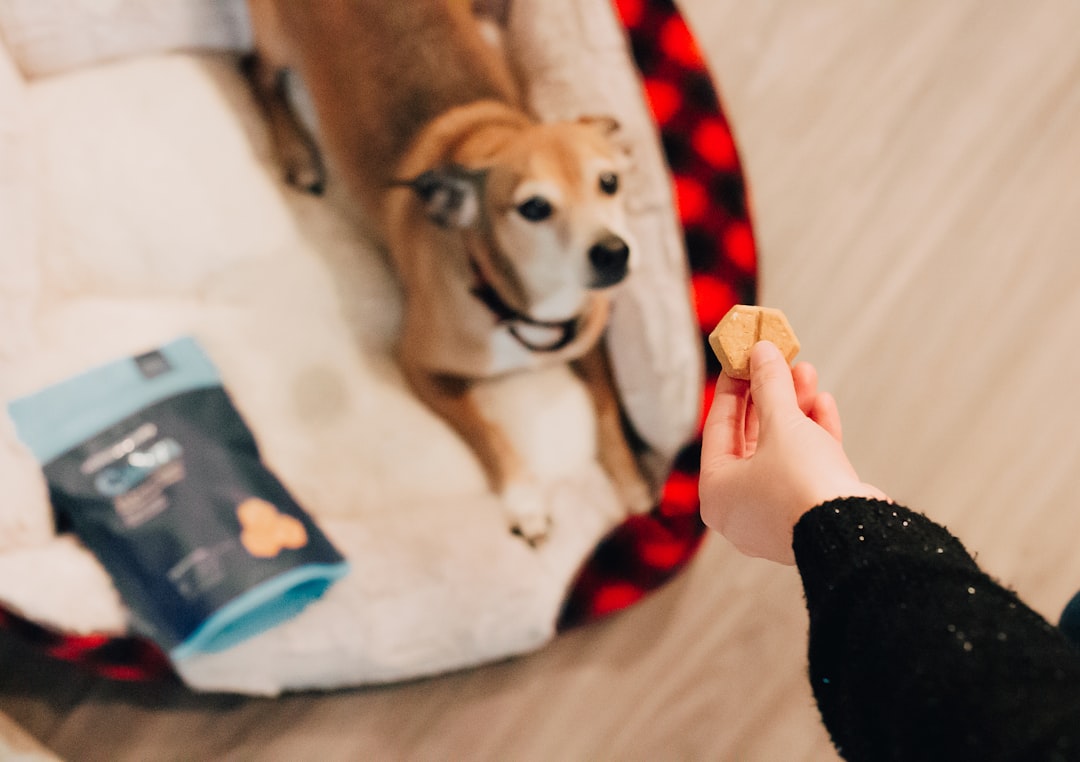brown and white short coated dog on white textile, calm and relaxed dog enjoying a treat with girl
