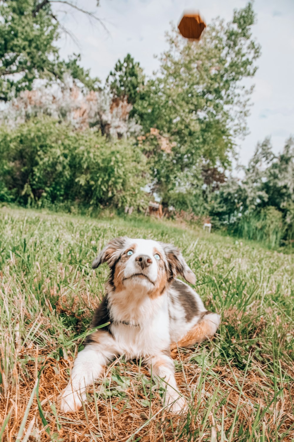 昼間、緑の芝生に横たわる白と茶色のロングコートの犬