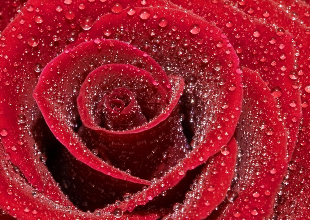 rosa rossa con gocce d'acqua