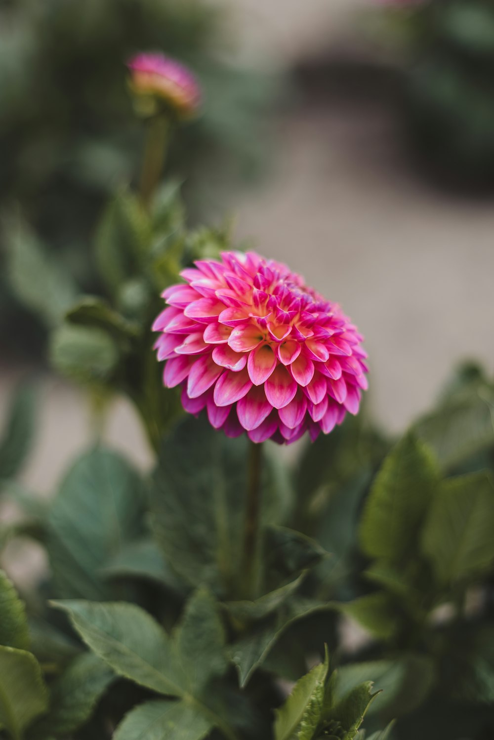 pink flower in tilt shift lens