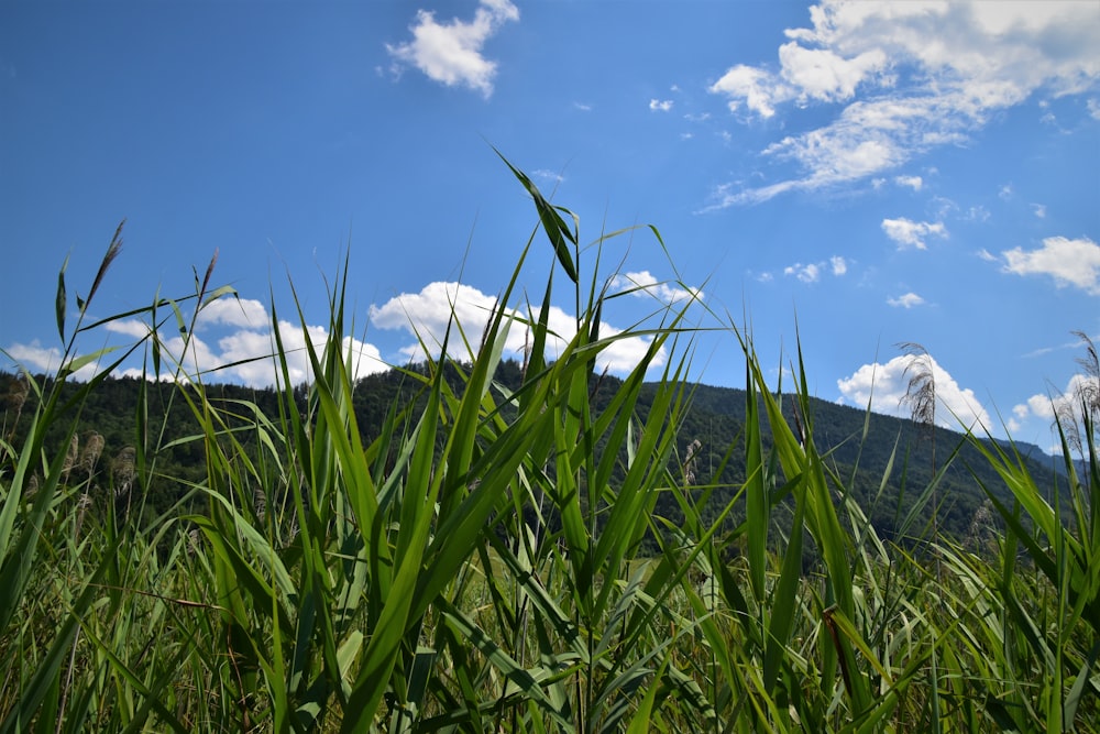 green wheat field under blue sky during daytime