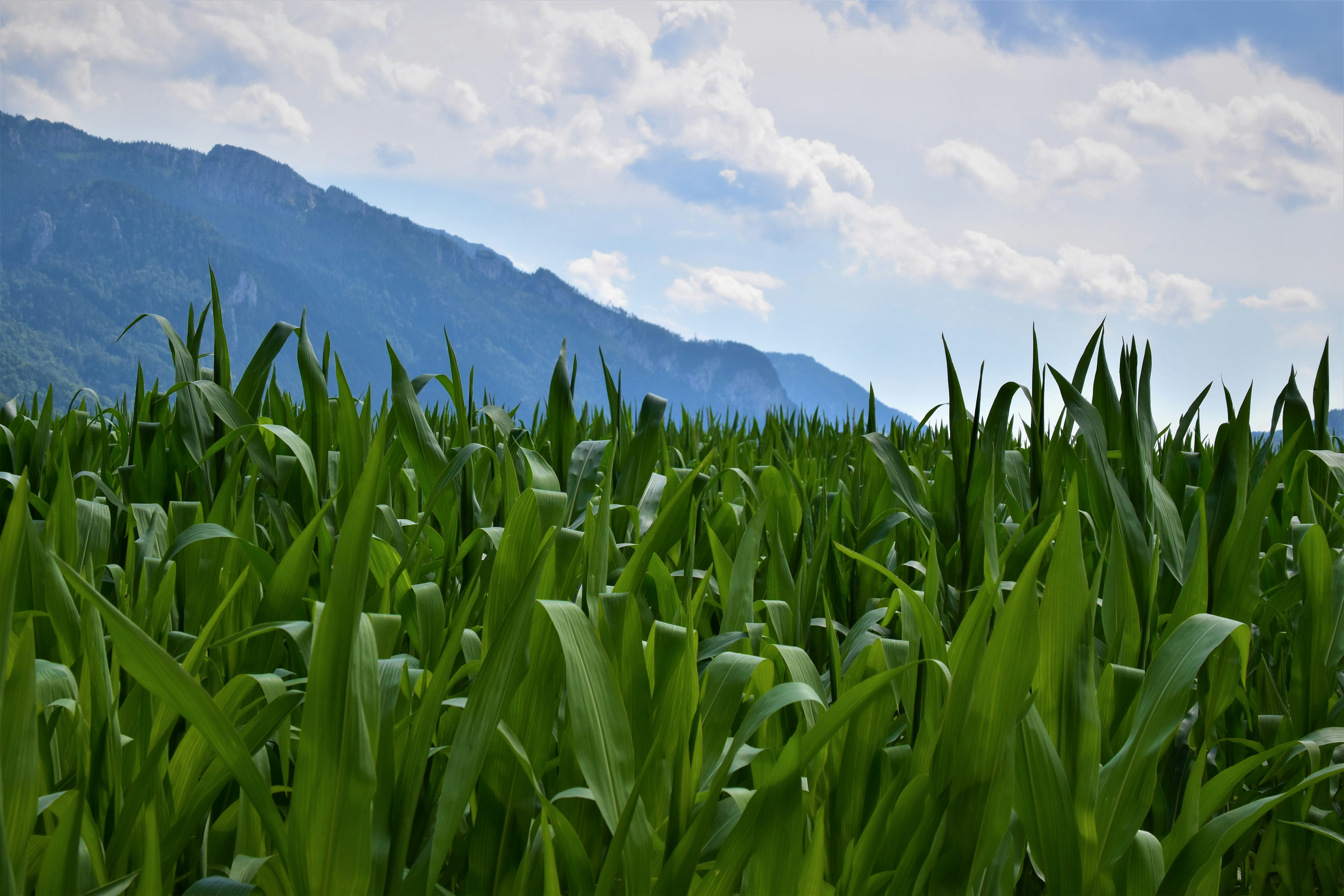 green corn field near green mountains under white clouds and blue sky during daytime