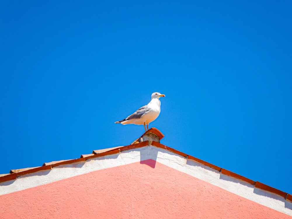 white and gray bird on brown concrete wall during daytime