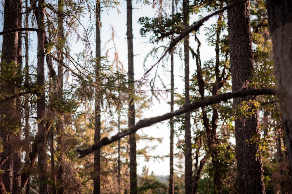 alberi verdi nella foresta durante il giorno