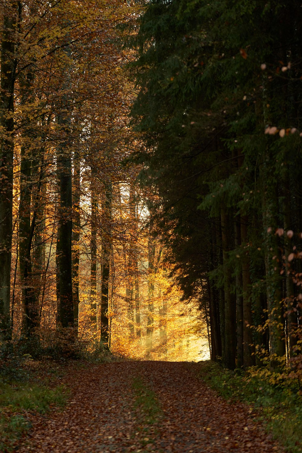 arbres bruns et verts pendant la journée