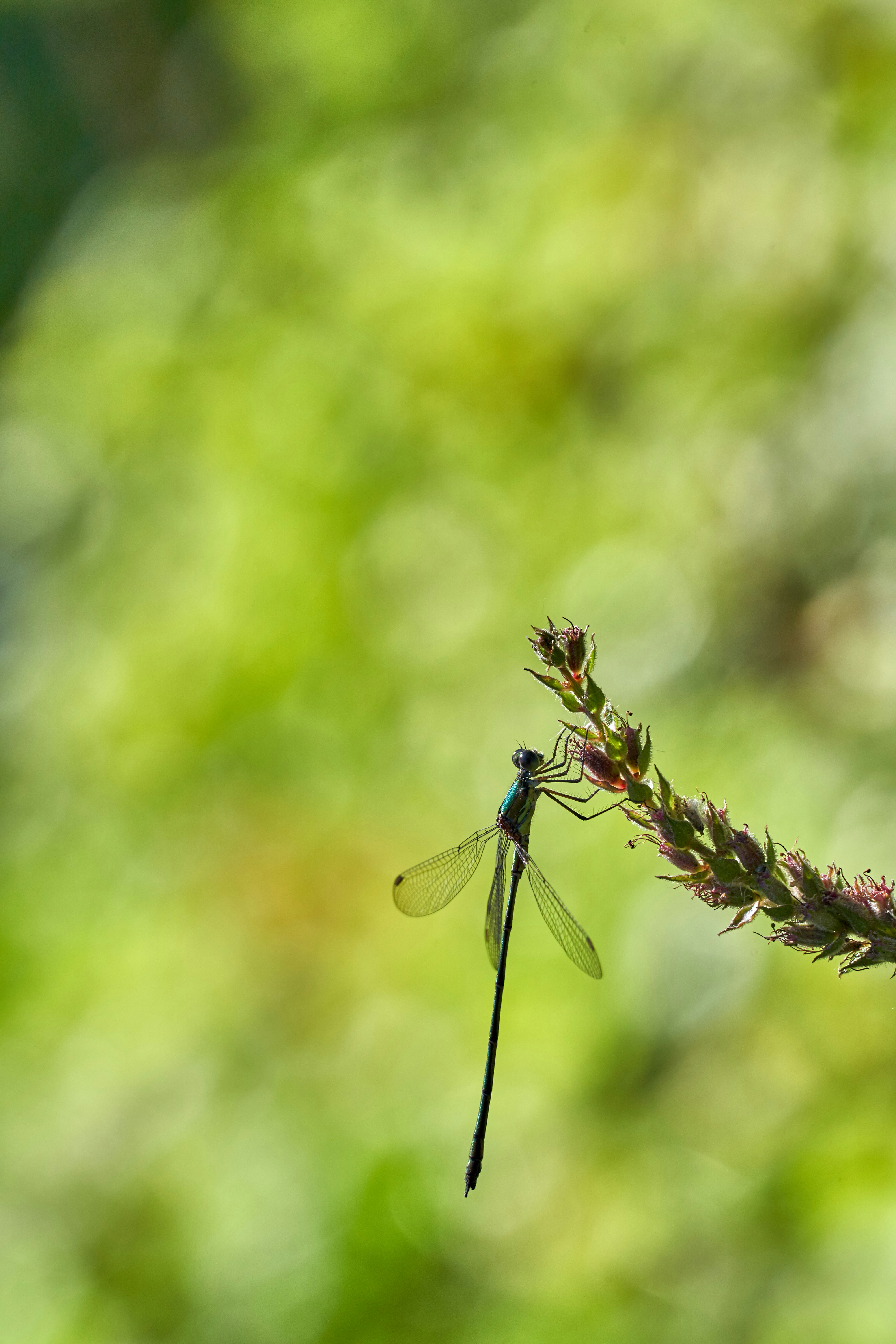 Photo by wolfgang_hasselmann