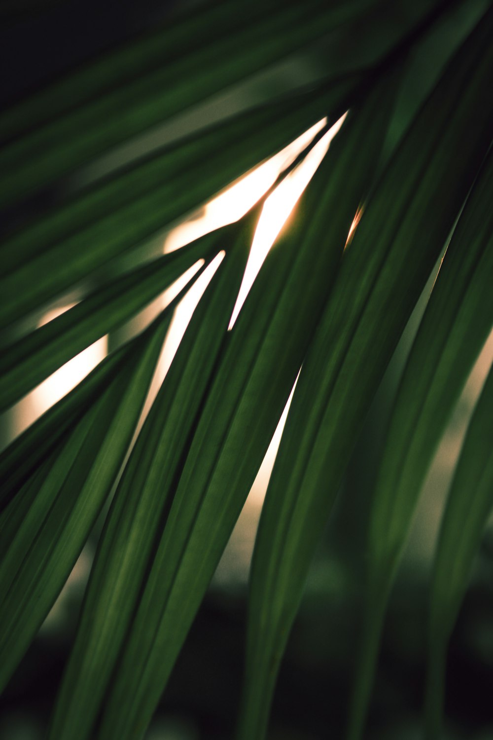 green leaf plant during daytime