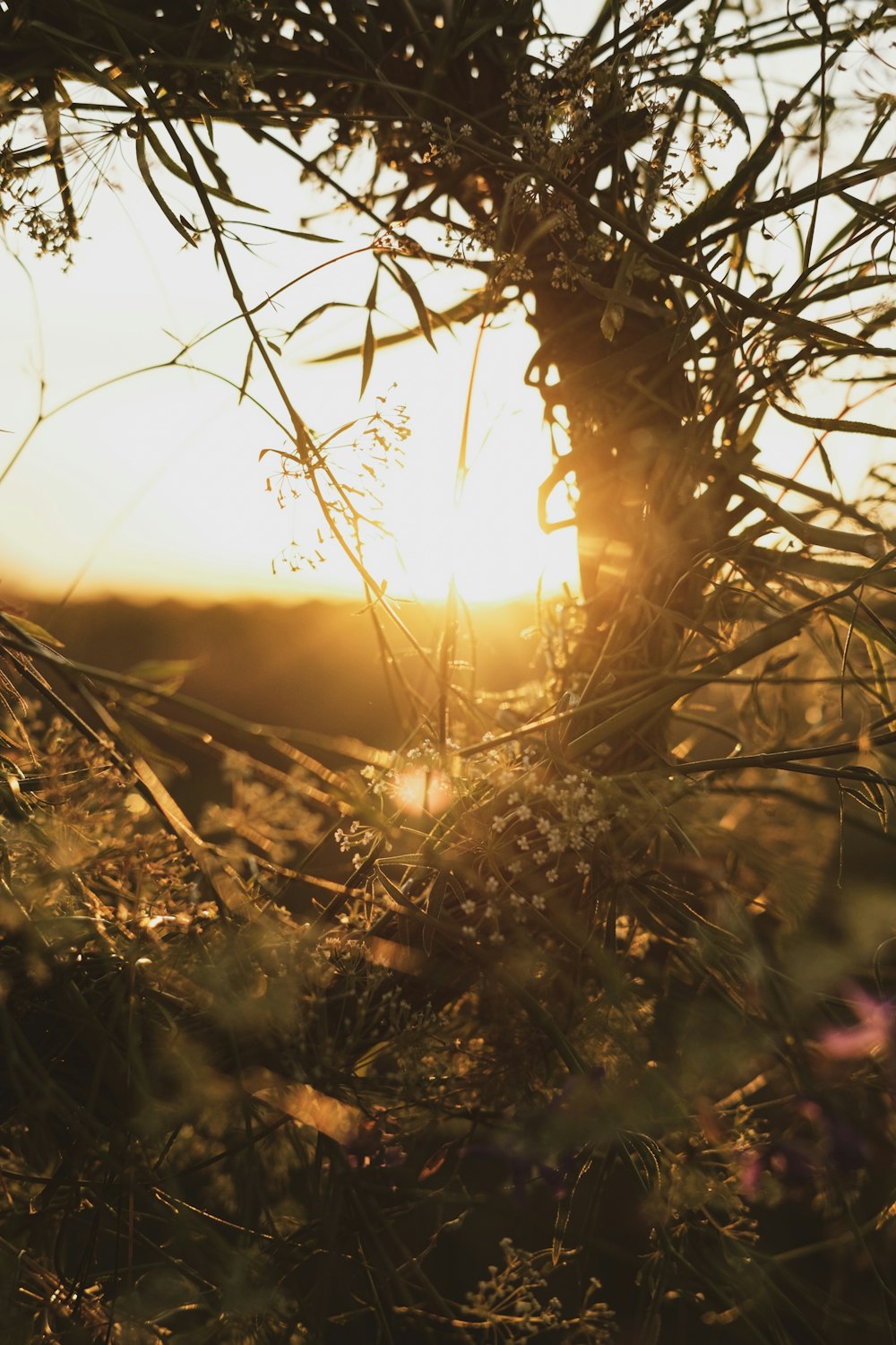 brown and green plant during sunset