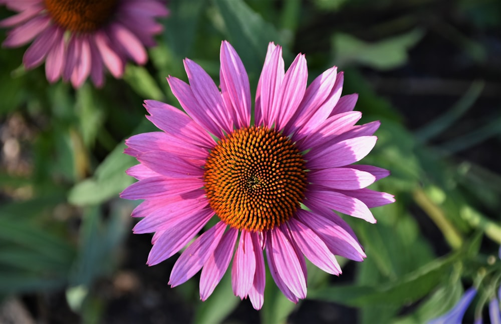 pink and yellow flower in tilt shift lens