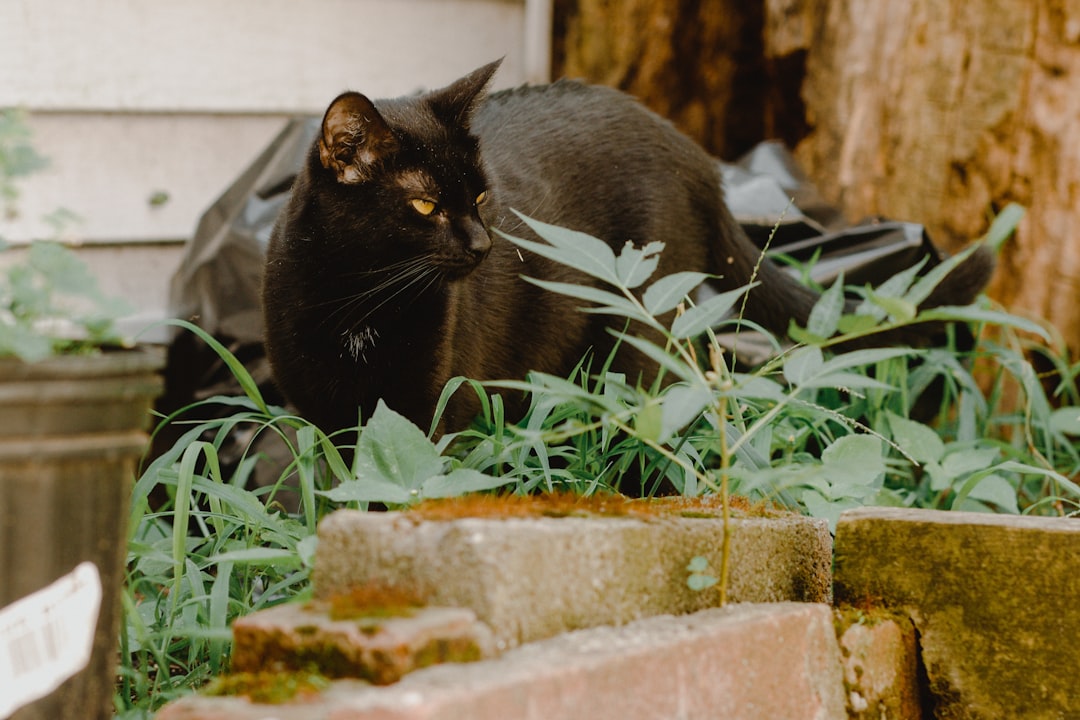 black cat on brown concrete wall