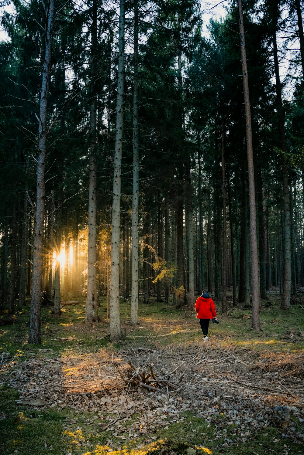 pessoa na jaqueta vermelha andando na floresta durante o dia