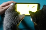 Two cats are facing a smartphone with a bright screen, seemingly captivated by what is displayed. A human hand is holding the device, suggesting interaction or facilitation. The scene conveys a sense of curiosity and technology interaction involving pets.